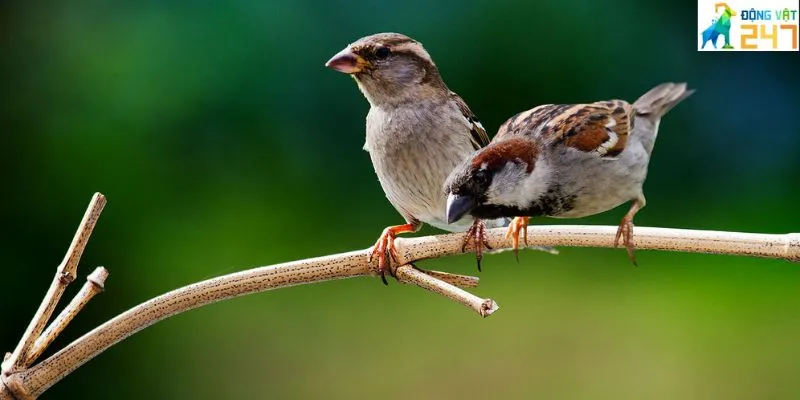 Chim sẻ thường sống ở đâu?