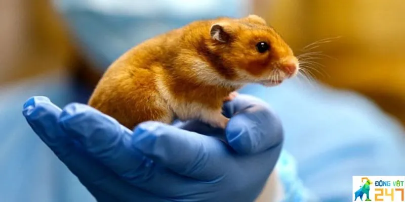 Hamster bị tiêu chảy cho ăn gì?