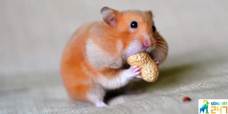 Hamster bị tiêu chảy phải làm sao?