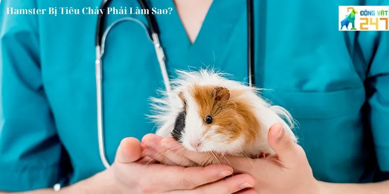 Hamster Bị Tiêu Chảy Phải Làm Sao_5