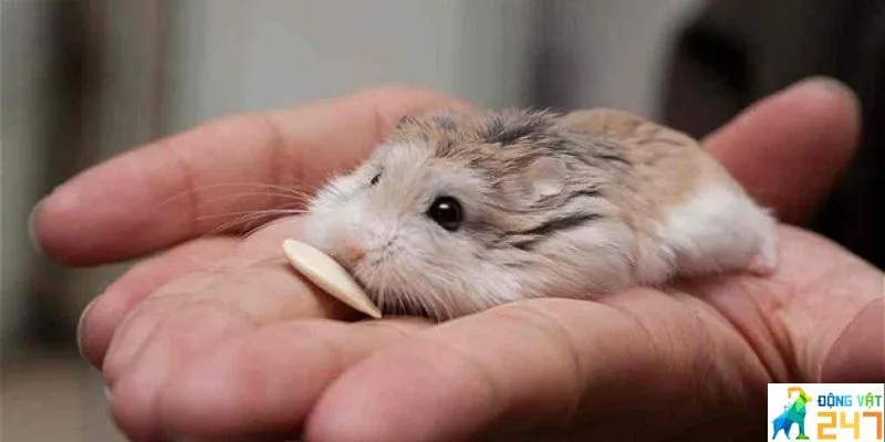 Tư thế ngủ của hamster