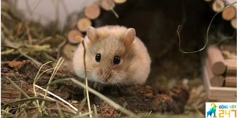 Các bệnh về mắt của hamster