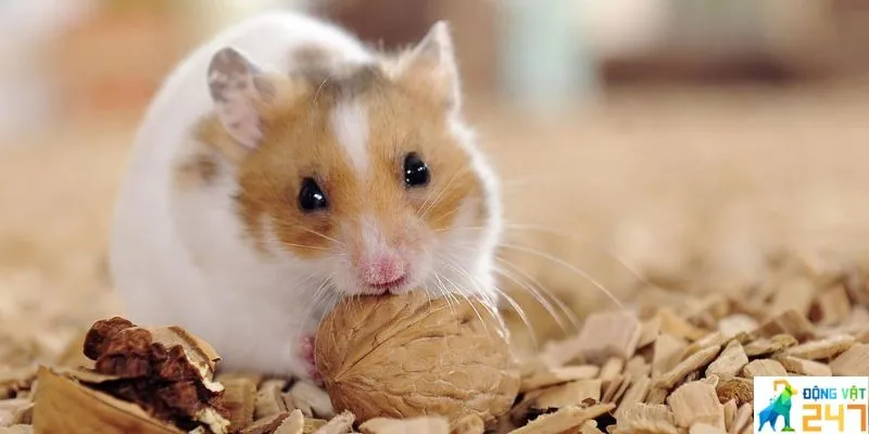 Hamster nằm im mở mắt có nguy hiểm không?