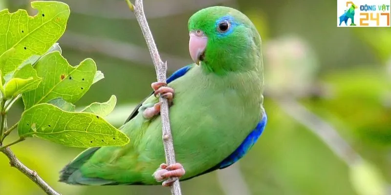 Đặc điểm nhận biết vẹt Parrotlet