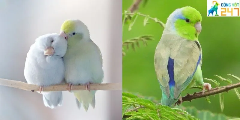 Cách nuôi vẹt parrotlet