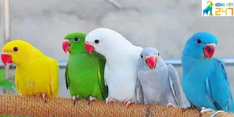 Giá vẹt parrotlet