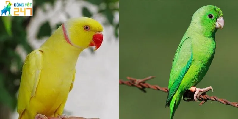 Mùa vẹt parrotlet đẻ