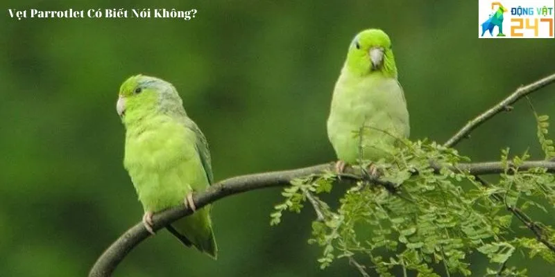 Vẹt Parrotlet Có Biết Nói Không_5