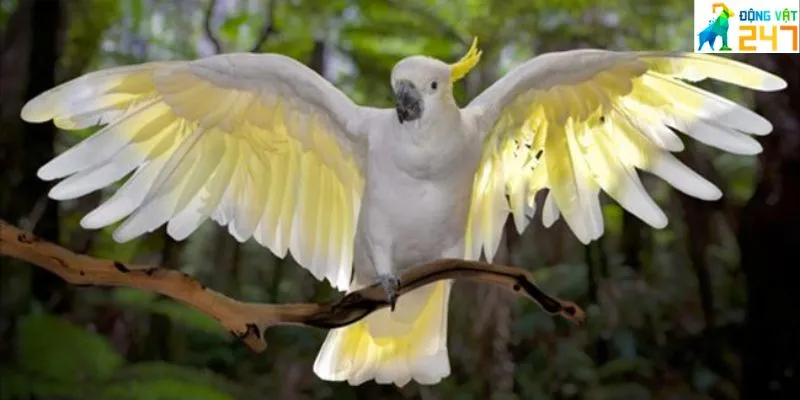 Vẹt Cockatoo giá bao nhiêu? Mua ở đâu?