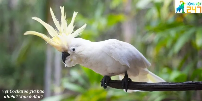 Vẹt Cockatoo giá bao nhiêu_ Mua ở đâu