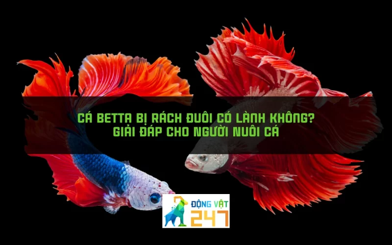 Cá Betta Bị Rách Đuôi Có Lành Không?